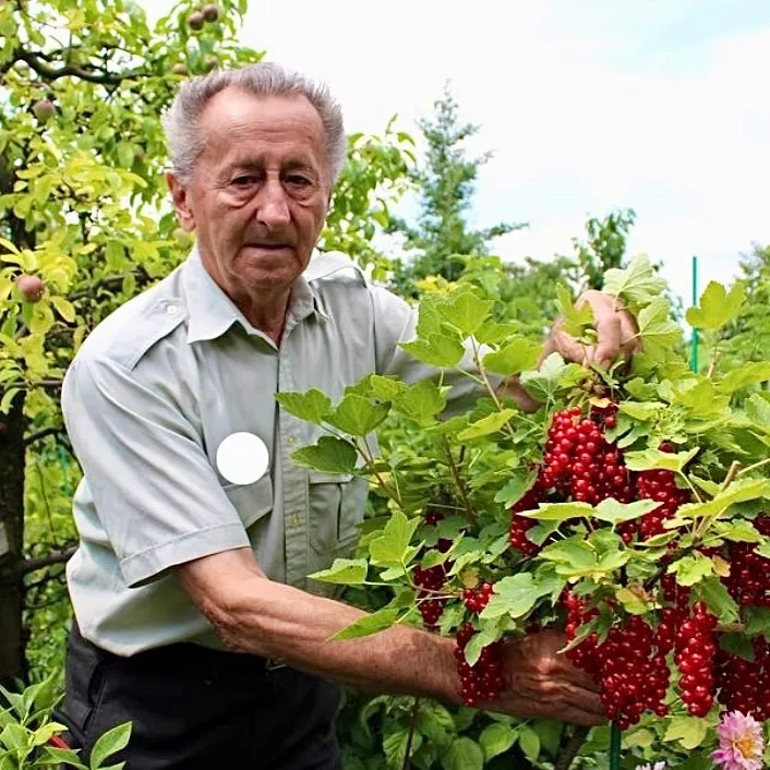 ríbezle, drobné ovocie, Ivan Hričovský