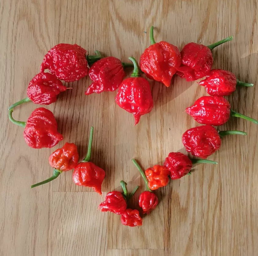 Paprika-Carolina Reaper