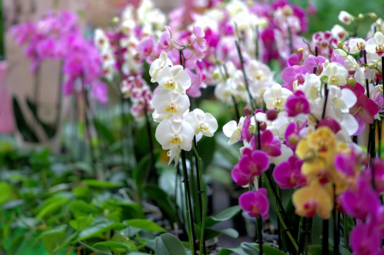 Orchidea
