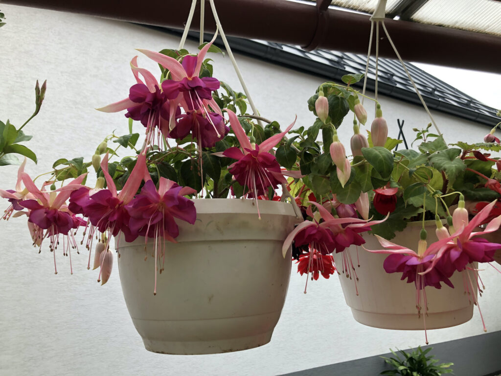 fuksia