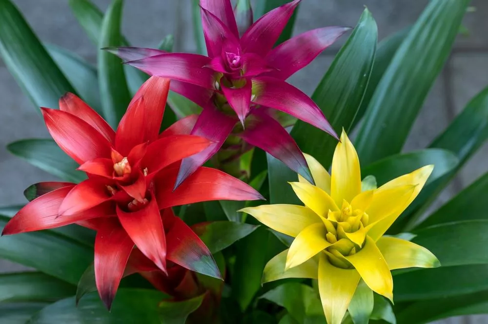 Guzmania