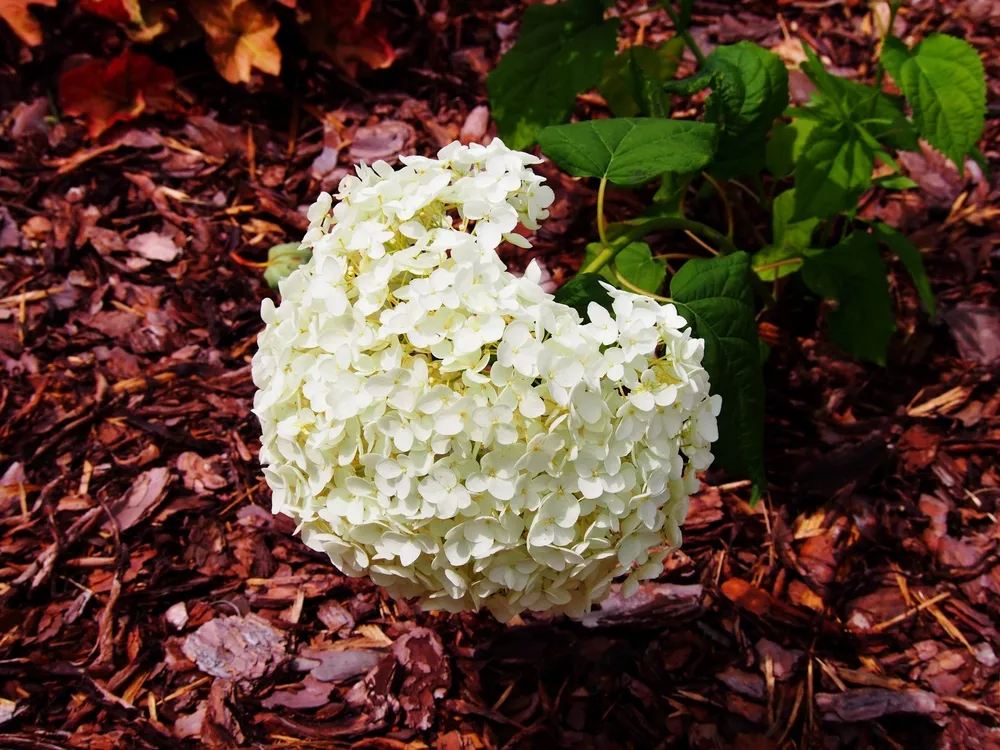 hortenzia anabelle
